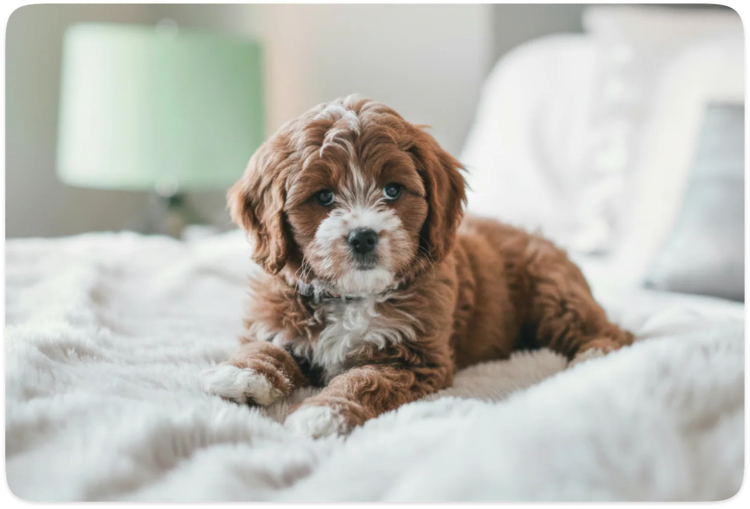 Best Sofas for Pet Owners in 2026 — Maiden House journal