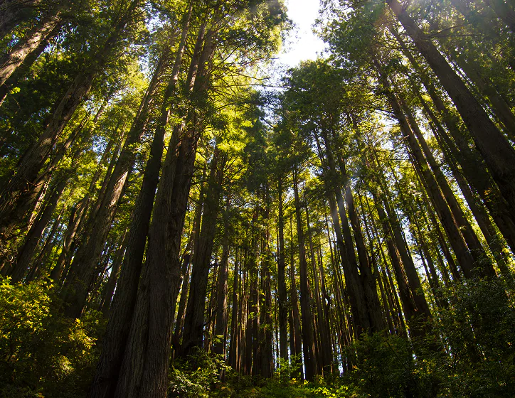 Forest